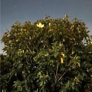 Meet your Posher, Peyton